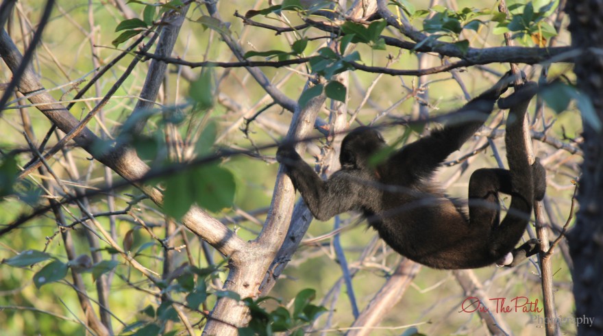 Howler Monkey in Costa Rica