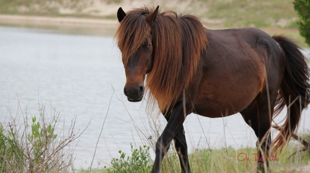 Wild Ponies