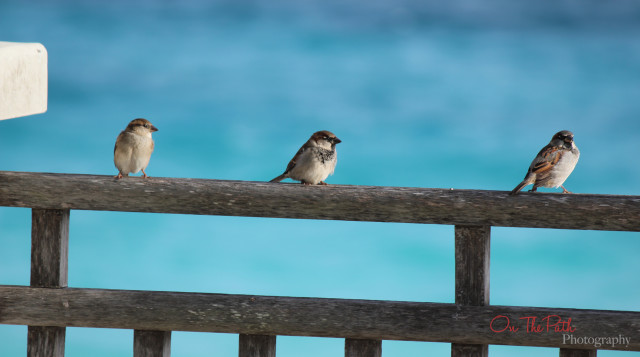 Bermuda Birdies